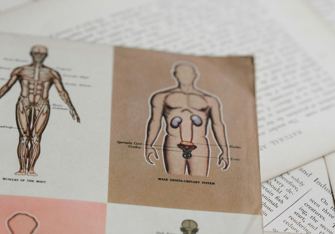Part 2: Clothes to Cortex - How Plastic Ends Up in the Brain