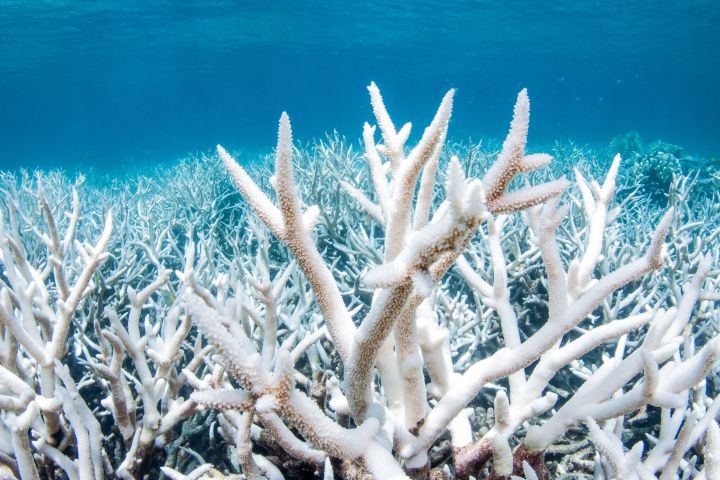 The Crisis of Coral Bleaching: A Call to Action
